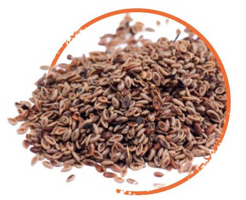 Slozeni_Psyllium