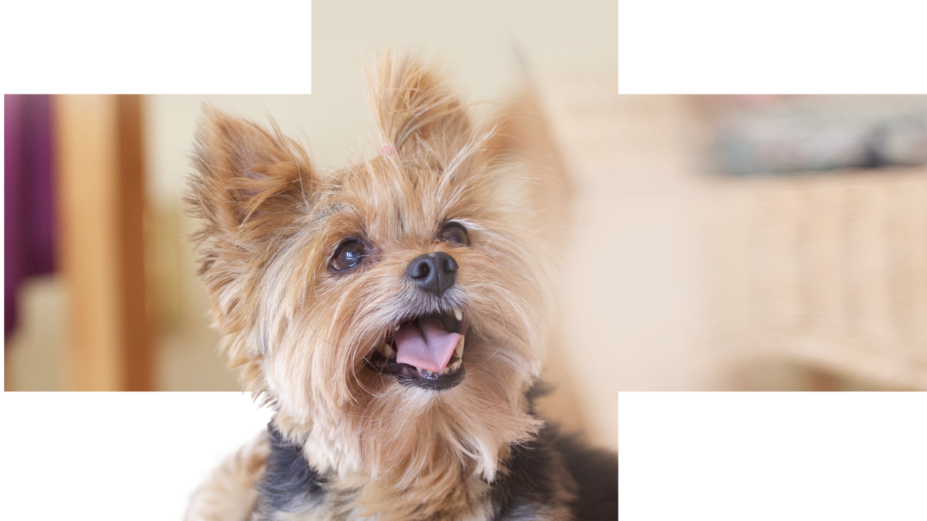 CALIBRA - VD - podklady pro www - Hypoallergenic - 7-21 - 1